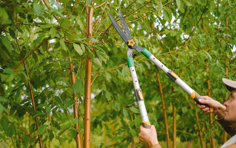 Tree trimming in Taylor, ND