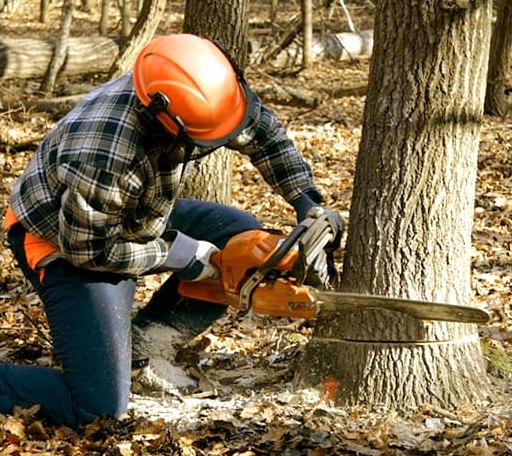 Tree Removal in Taylor, ND